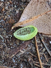 Apoda limacodes