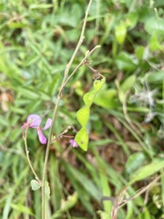 Desmodium tortuosum