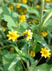 Ischnocnemis caerulescens