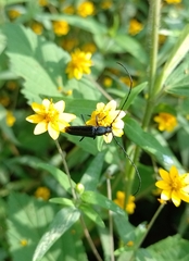 Ischnocnemis caerulescens