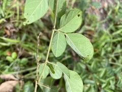 Desmodium tortuosum
