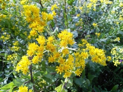 Solidago rigida glabrata