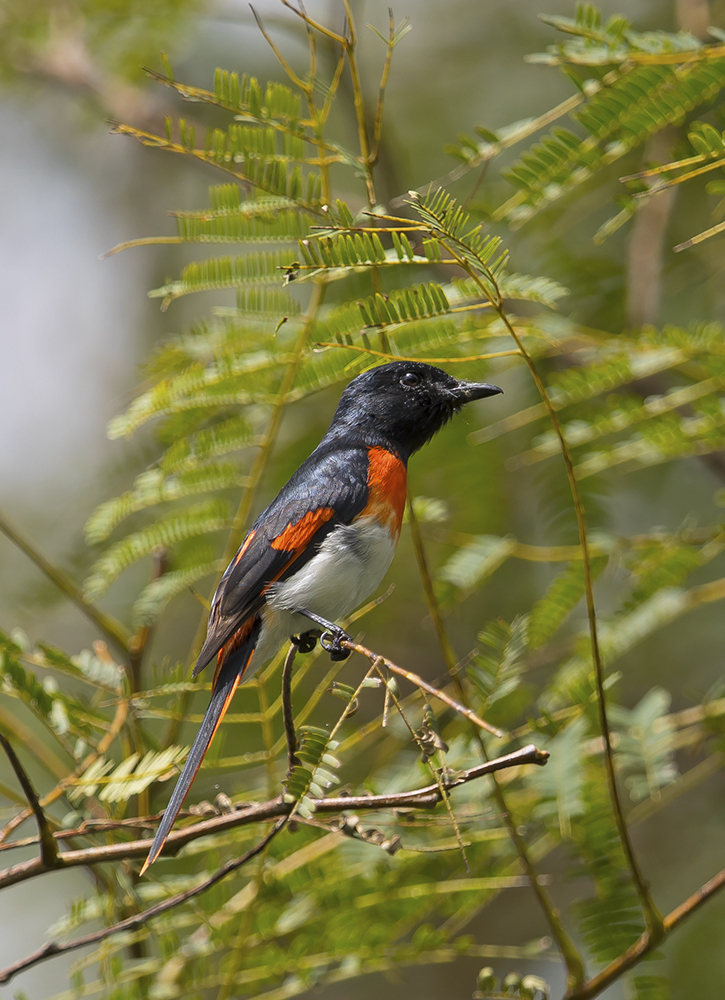 Flores Minivet