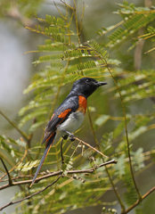 Pericrocotus lansbergei