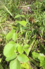 Desmodium tortuosum