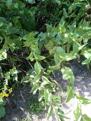 Solidago rigida glabrata