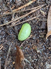 Apoda limacodes