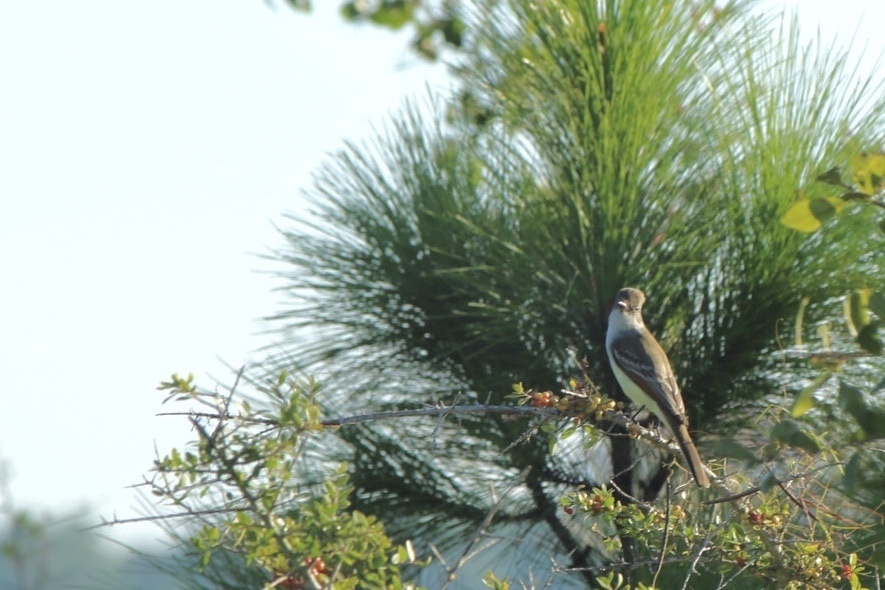 Ash-throated Flycatcher from Florida State Parks, FL, US on October 15 ...