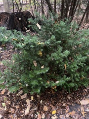 Taxus cuspidata