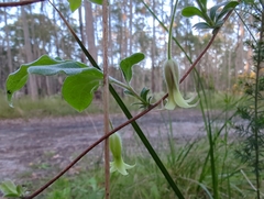 Billardiera mutabilis