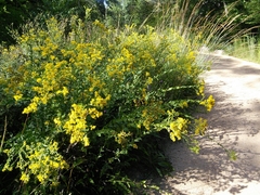 Solidago rigida glabrata