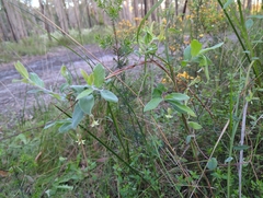 Billardiera mutabilis