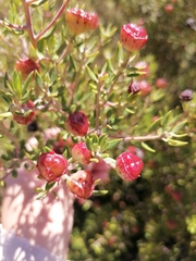 Phylica oleifolia