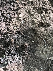 Blaniulus guttulatus