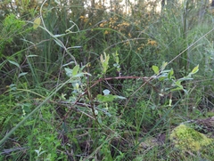 Billardiera mutabilis