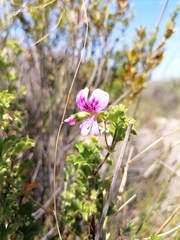 Pelargonium englerianum