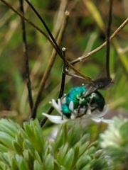 Chrysididae