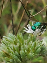 Chrysididae