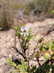 Pelargonium englerianum