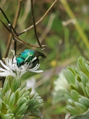 Chrysididae