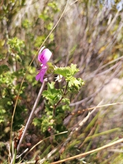 Pelargonium englerianum