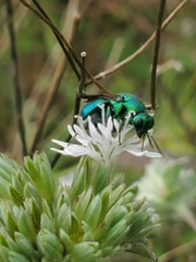 Chrysididae