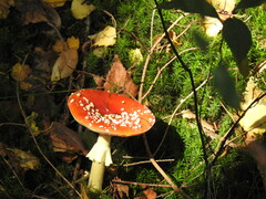 Amanita muscaria