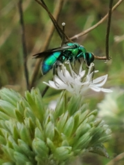 Chrysididae