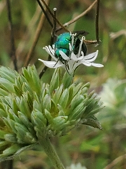 Chrysididae