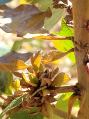 Andricus quercusfrondosus