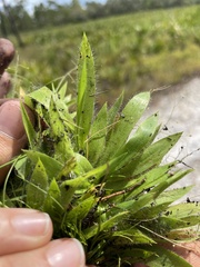 Dichanthelium strigosum strigosum
