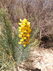 Lebeckia