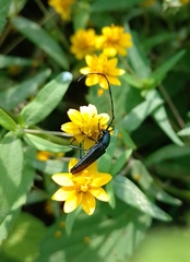 Ischnocnemis caerulescens