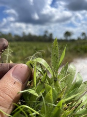 Dichanthelium strigosum strigosum