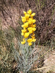 Lebeckia