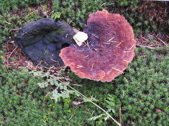 Ischnoderma benzoinum