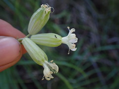 Silene douglasii