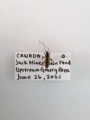 Teratocoris discolor