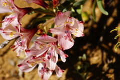 Alstroemeria hookeri