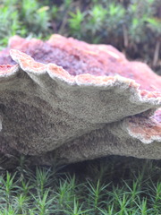 Ischnoderma benzoinum