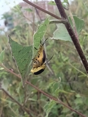 Nestinus auriquadrum