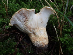Lactarius intermedius
