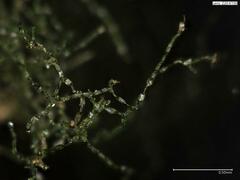 Crepidomanes intricatum