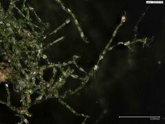 Crepidomanes intricatum