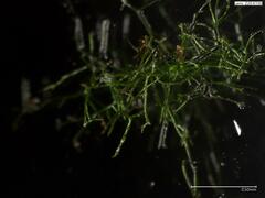 Crepidomanes intricatum