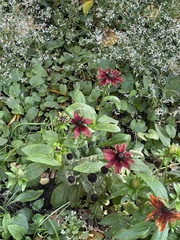 Monarda didyma