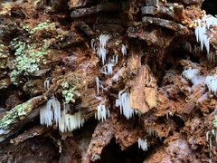 Mucronella bresadolae