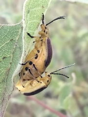 Nestinus auriquadrum