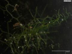 Crepidomanes intricatum