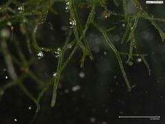 Crepidomanes intricatum